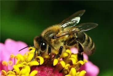 Виды и породы пчел