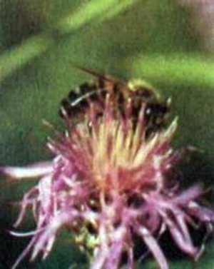 Значение цвета и запаха для пчел