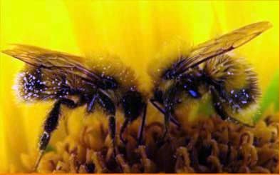 Дикие медоносные пчелы