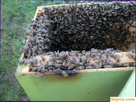 Как снять рой пчел