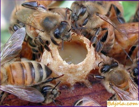 Кормление  пчелами друг друга
