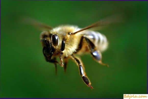 Что раздражает пчел