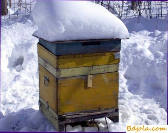 Холод пчелам не страшен