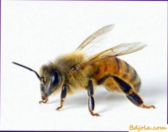 Пчелиный яд при гипертонии