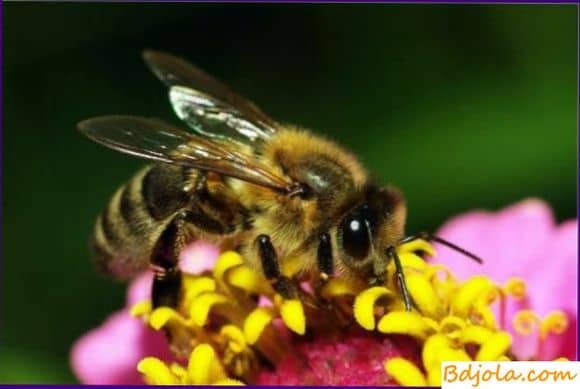 Места лечения укусами пчел