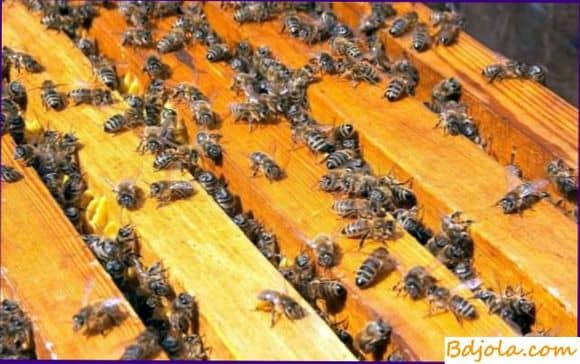 Получение пчелиного яда