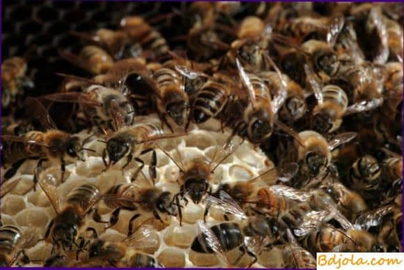 Переработка нектара в мед