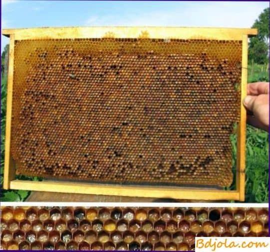 Мед и перга как пища пчел