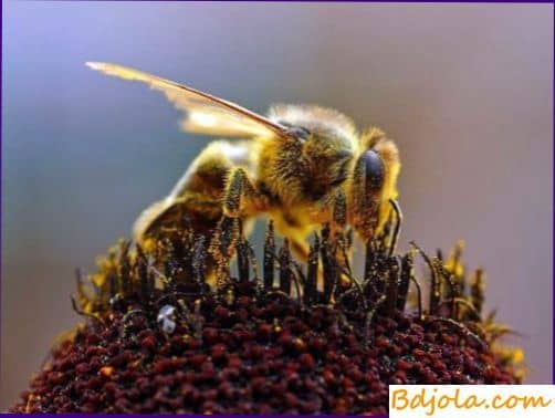 Значение кормовых запасов в гнезде пчел