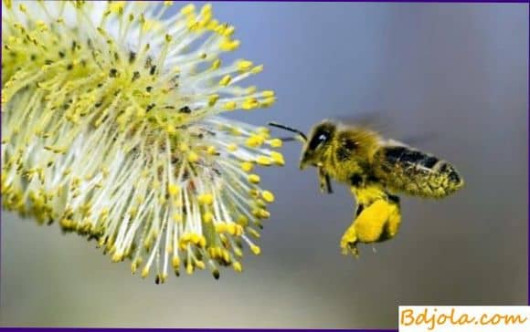 Как заготовить пергу и пыльцу для подкормки пчел