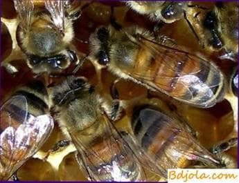 Quiet change of uterus in a hive