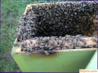 How to remove a swarm of bees