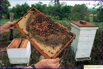 How to handle bees at work