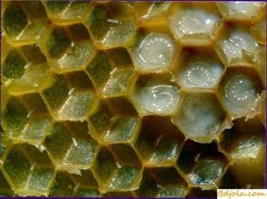 Quality honeycombs