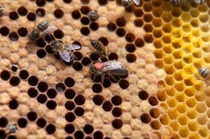 Microphone for listening to bees