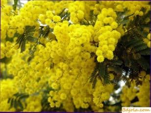 Spring feeding bees with wine