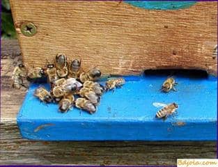 The swarm on a prievo in non flying weather