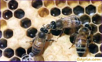 Special feeding of queen bees