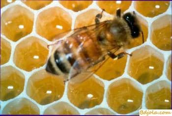 Varieties of flower honey