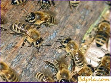 Honeys digestibility by bees