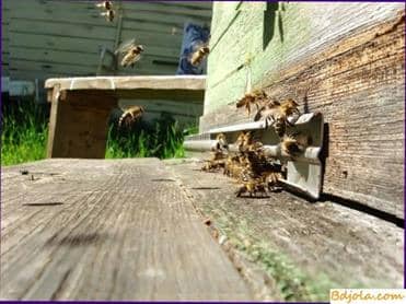 Protein feeding of bees