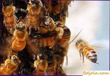 Feeding bees with honey pear mixture