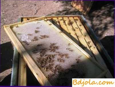 The first spring inspection of bees