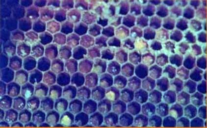 Perga extraction from honeycombs
