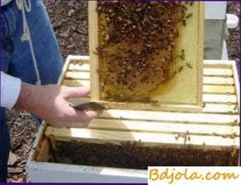 Inspection of bee colonies
