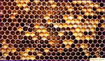 Procurement, storage and use of honeycomb with perga