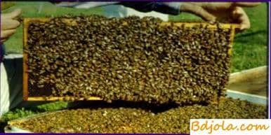 Replenishment of fodder stocks and top dressing of bees