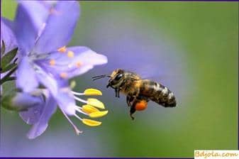 Cleaning of nectar from pollen by bees