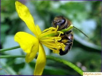 Allocation of nectar flowers of honey plants