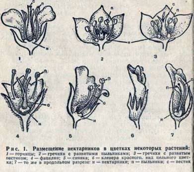 Allocation of nectar flowers of honey plants