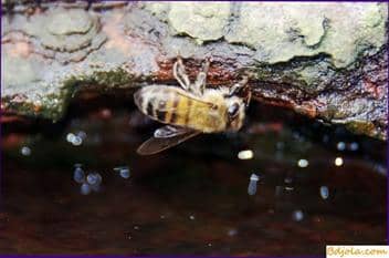 Providing bees with water