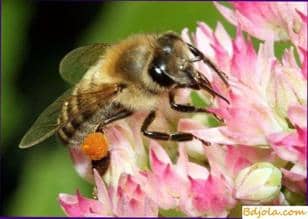 Pollen in folk medicine