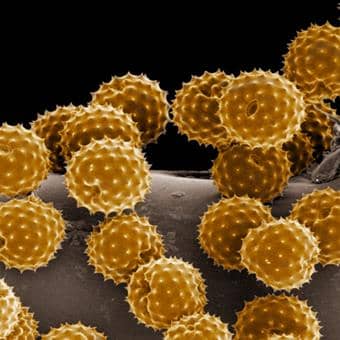 What is different from pollen pollen