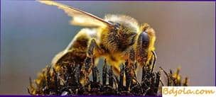 Use of pollen by bees