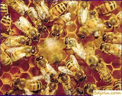 Dancing bees on honeycomb