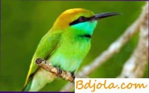 Enemy bee bee eater