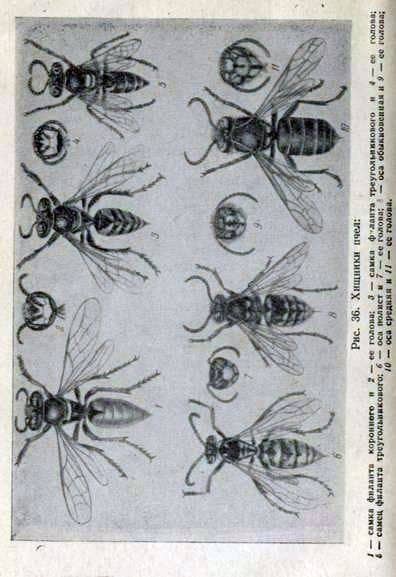 Wasps