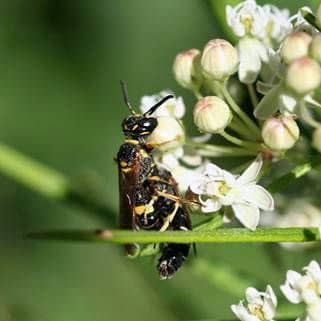 Bee wolf