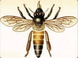 Giant Bee