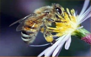 Far Eastern bee breed