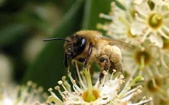 Bezalaceous bees of melipon