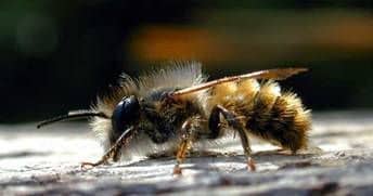 Masonry bees