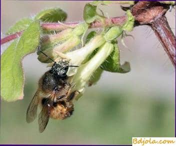 Bees in medicine