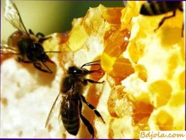 Passechnye products of beekeeping