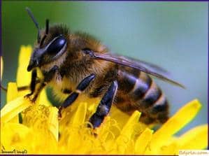 Making bees wax