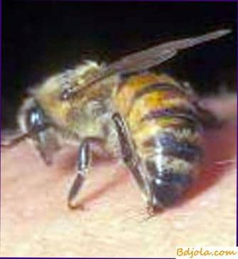 Bee venom in medicine